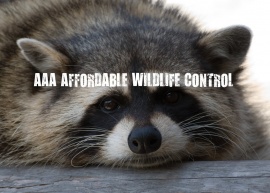 Affordable Wildlife Control, Toronto