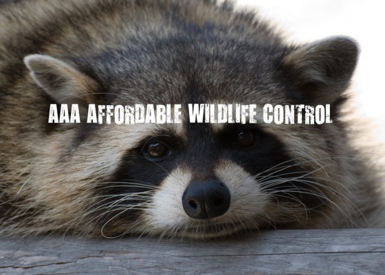 Affordable Wildlife Control - Affordable Raccoon Removal