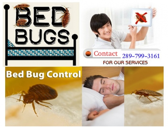 Bed Bug Killers