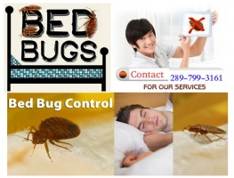 Bed Bug Killers, Hamilton